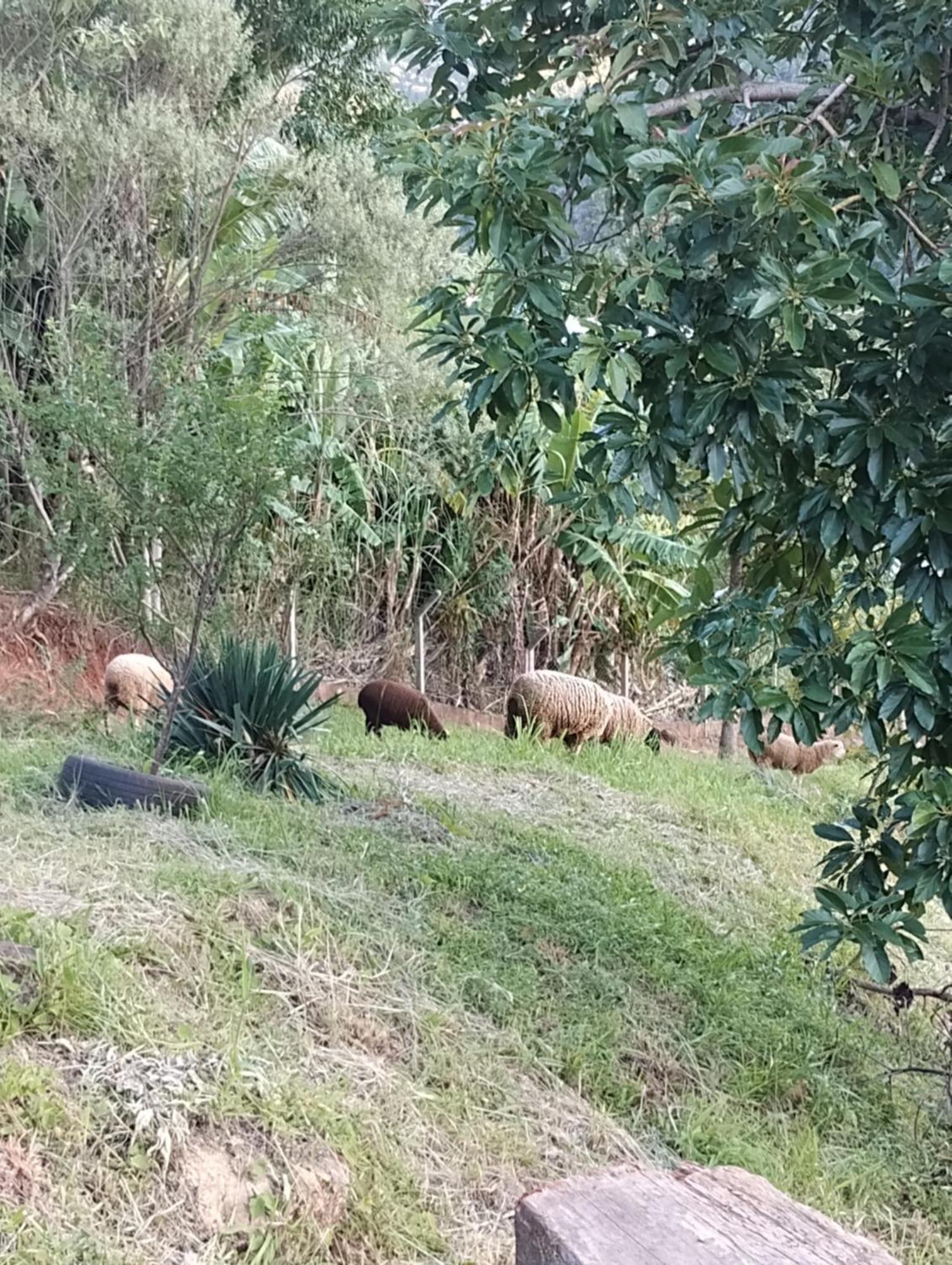 Bangalo Dos Aracas - Sitio Vo Haack Villa Gramado Eksteriør bilde